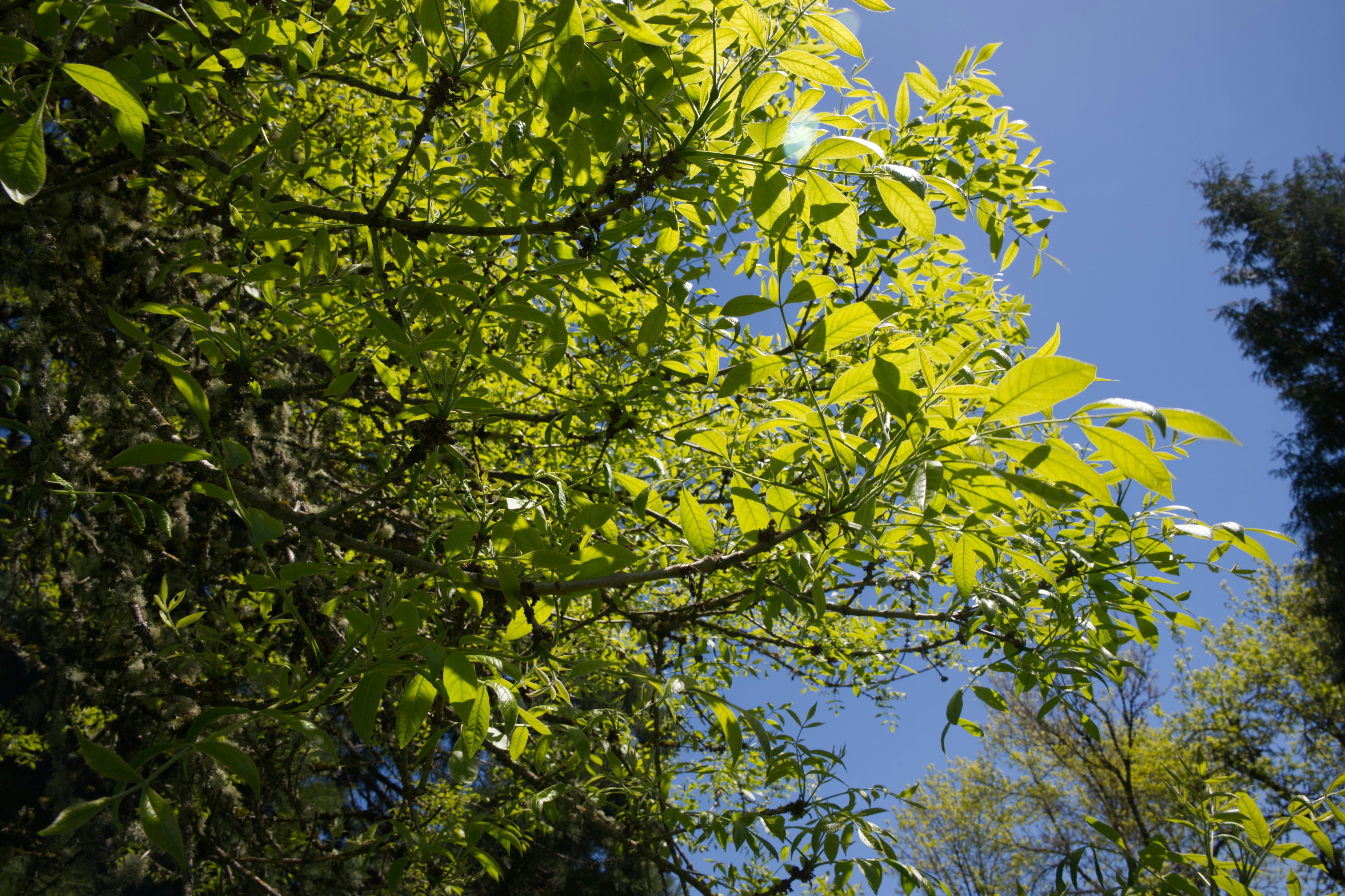 Ash tree leaves and blue sky