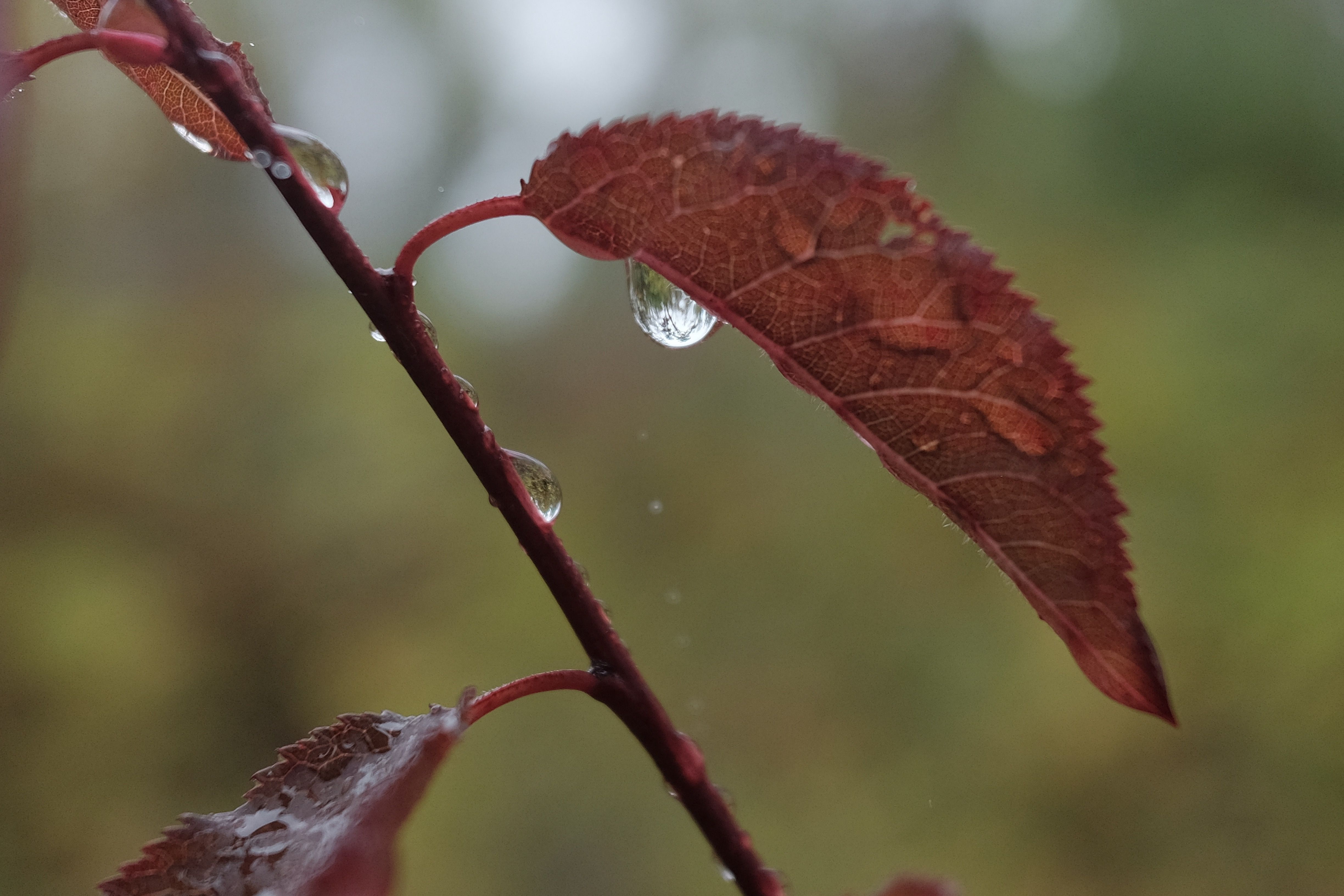 Leaf with dripping rain drop