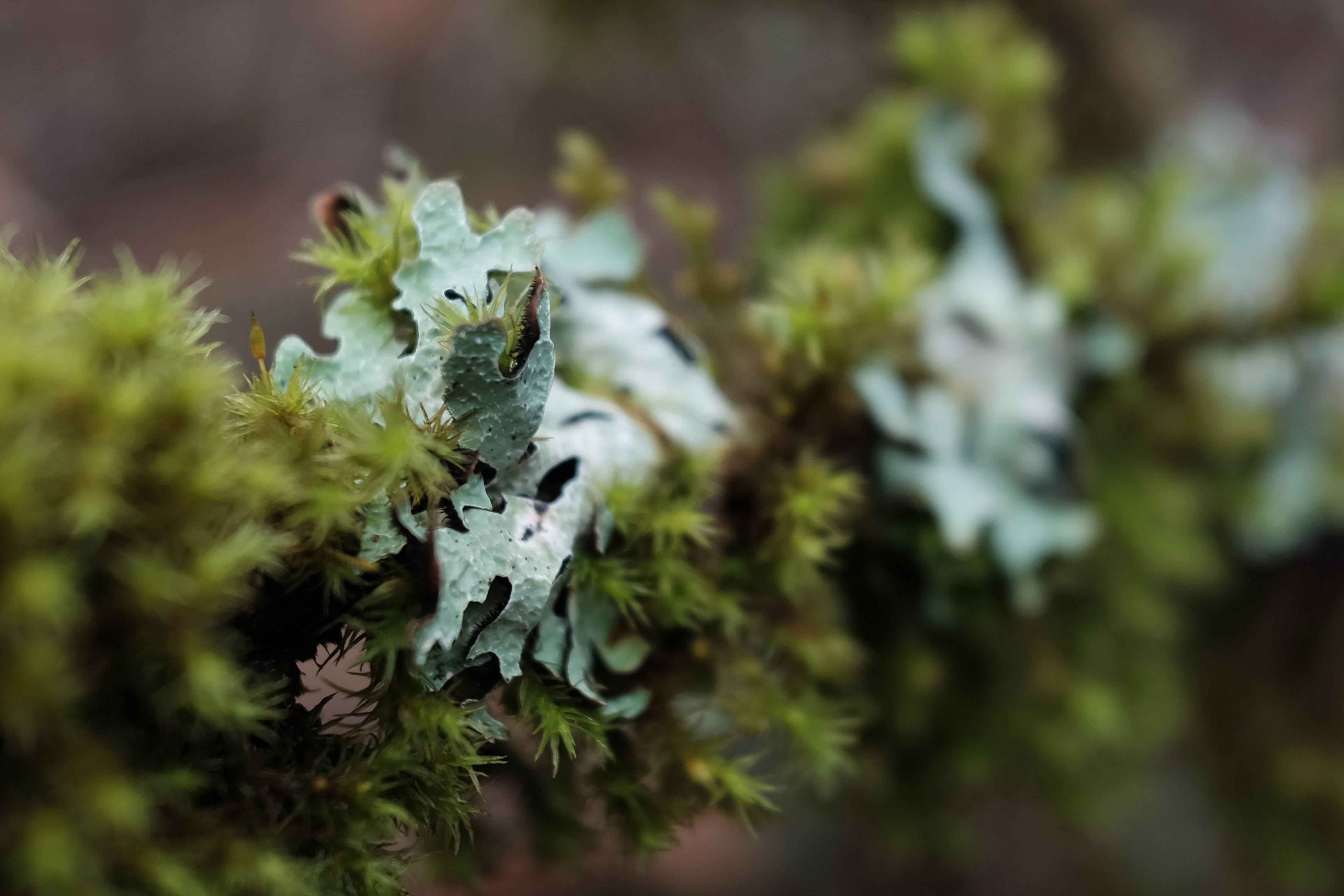 moss and lichen