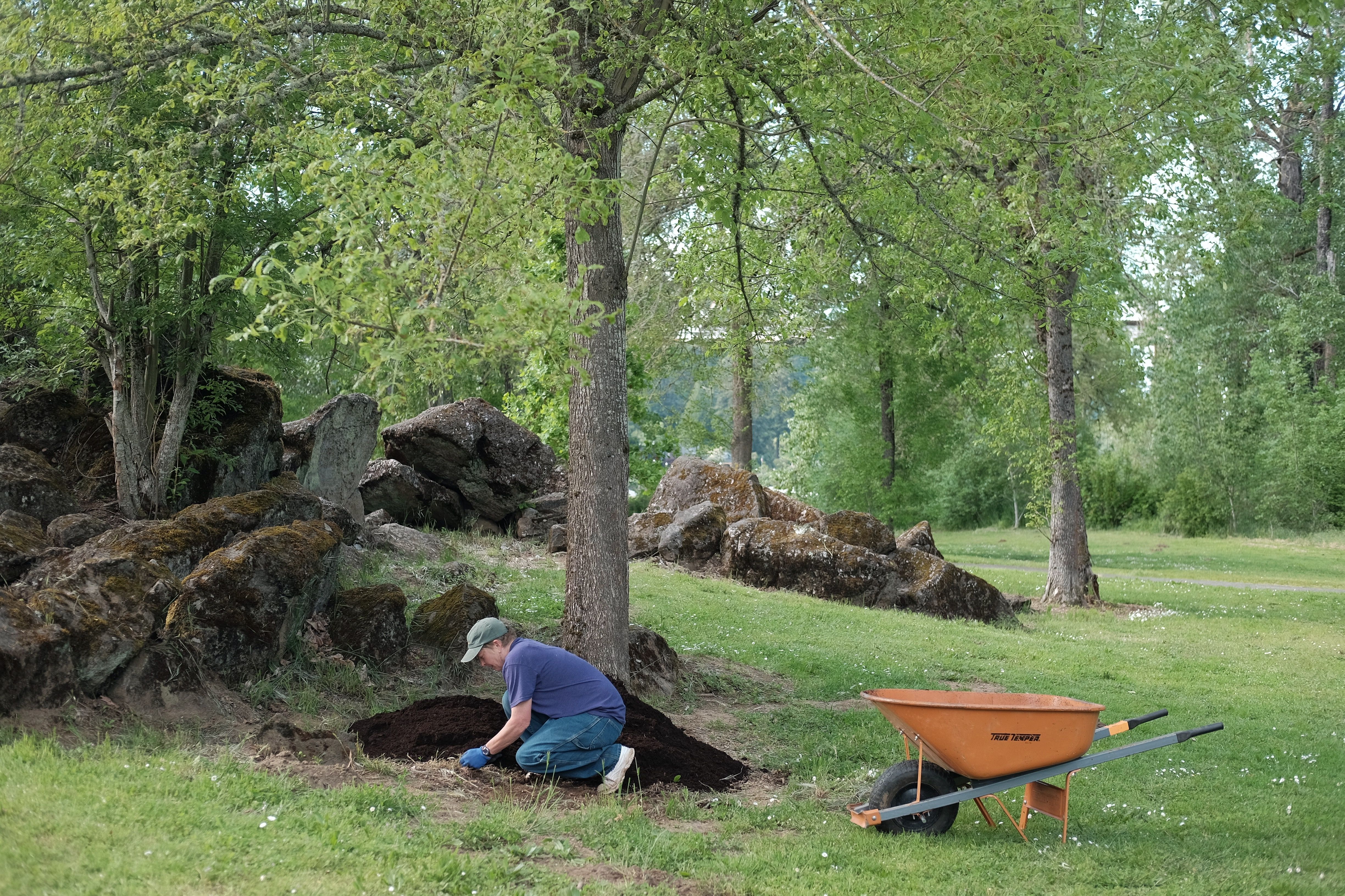 Woman spreading mulch in park