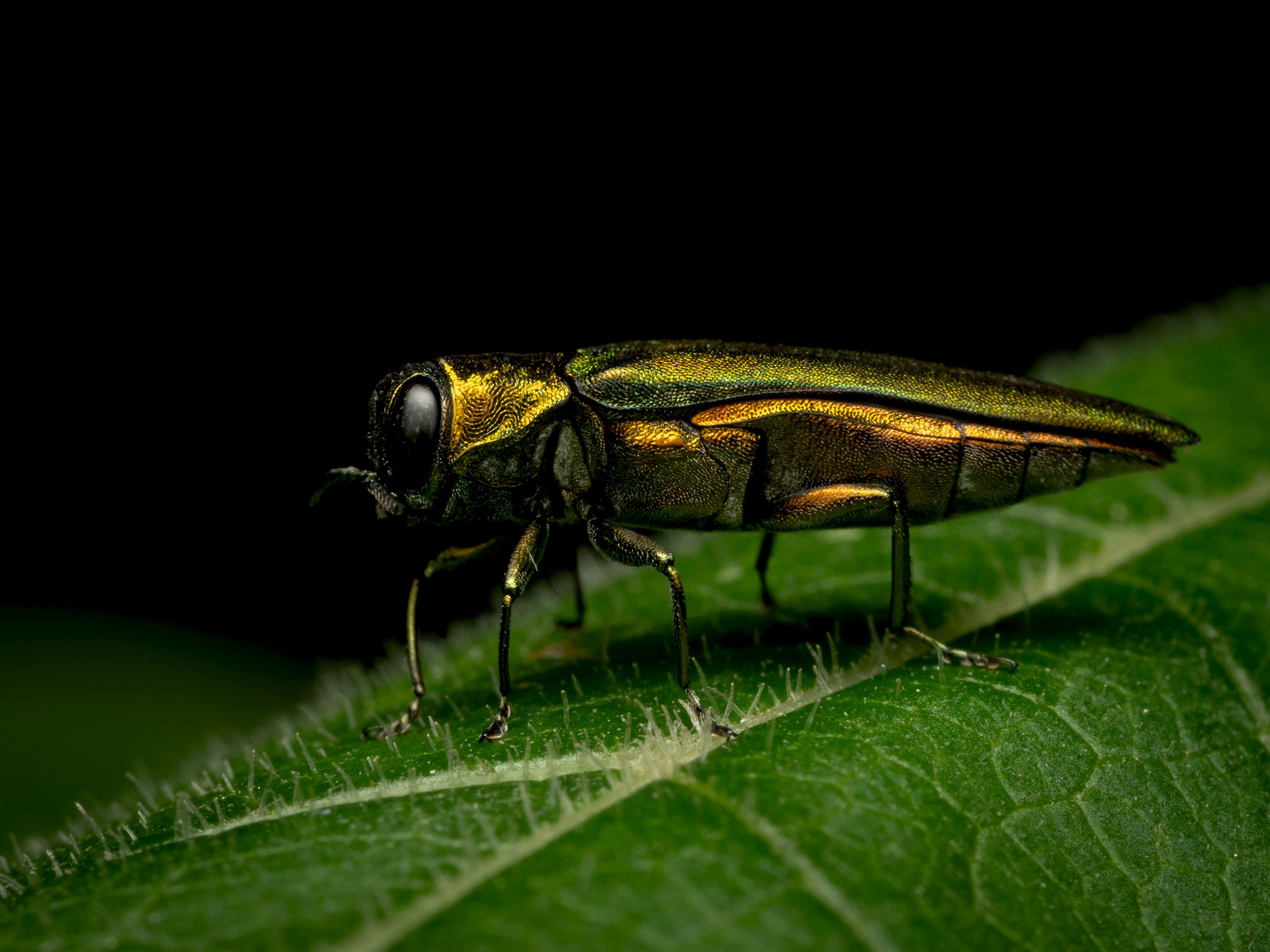 emerald ash borer on leaf