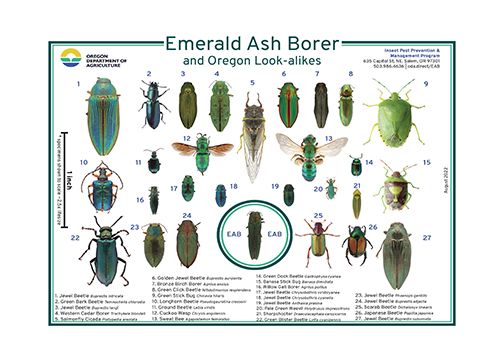 Emerald Ash Borer look-a-like diagram