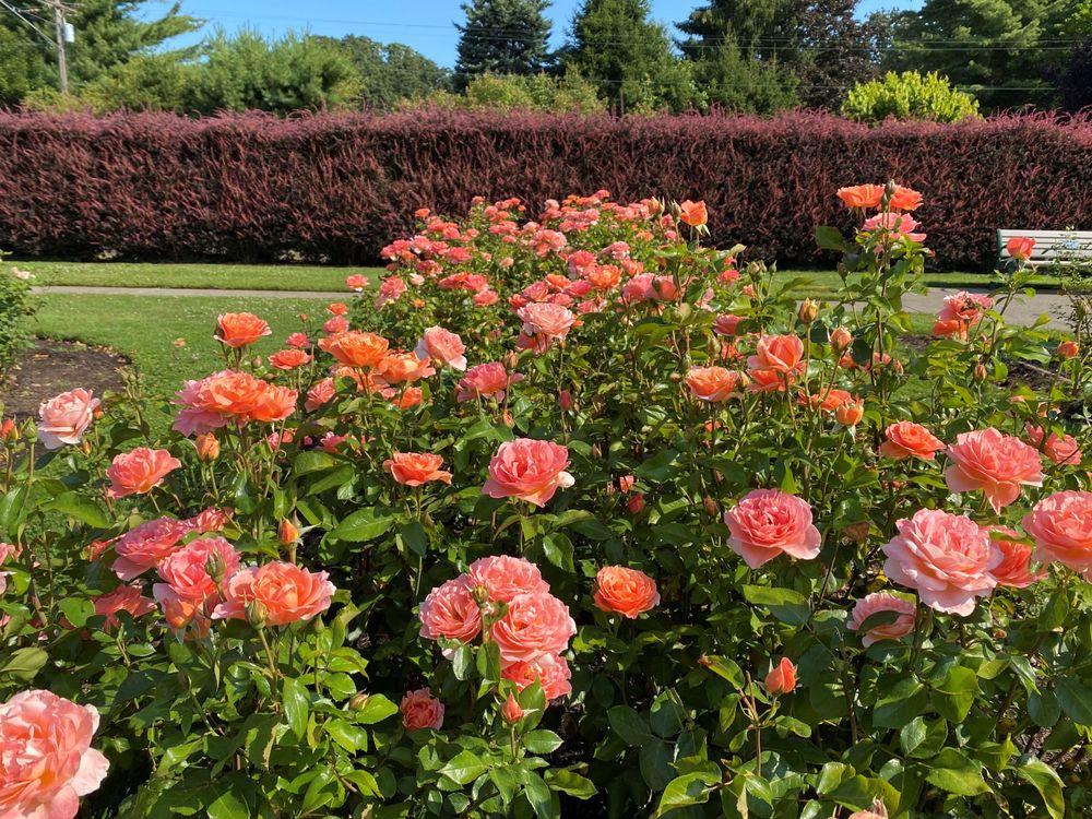 Sara Hite Memorial Rose Garden | North Clackamas Parks